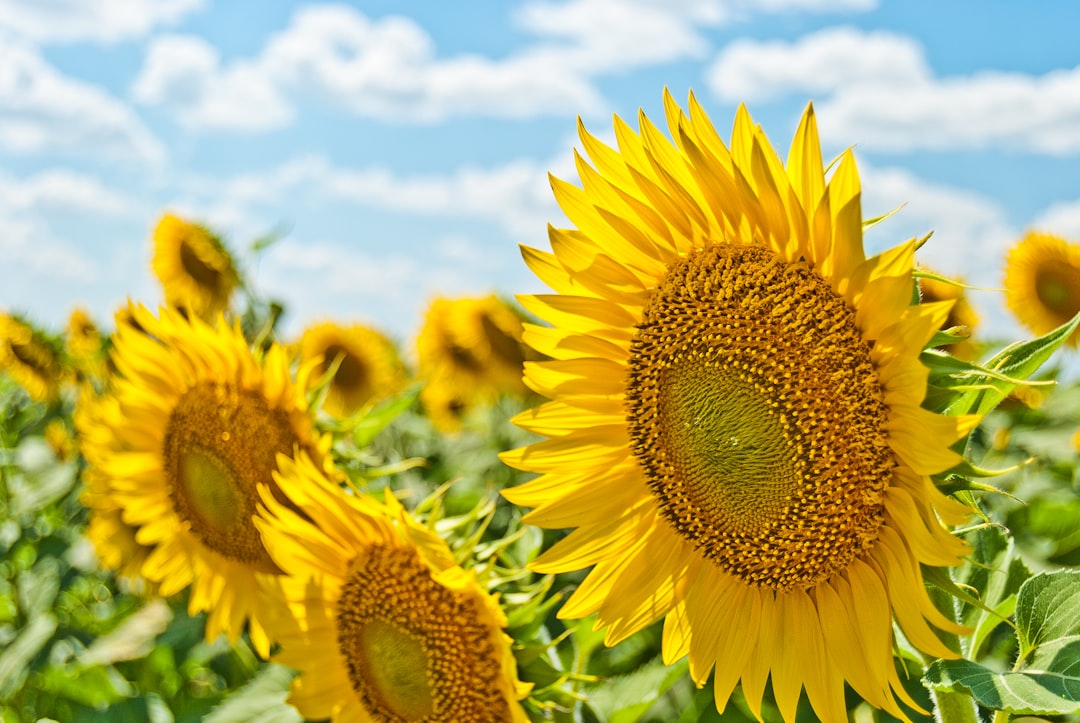 Photo sunflower, seal