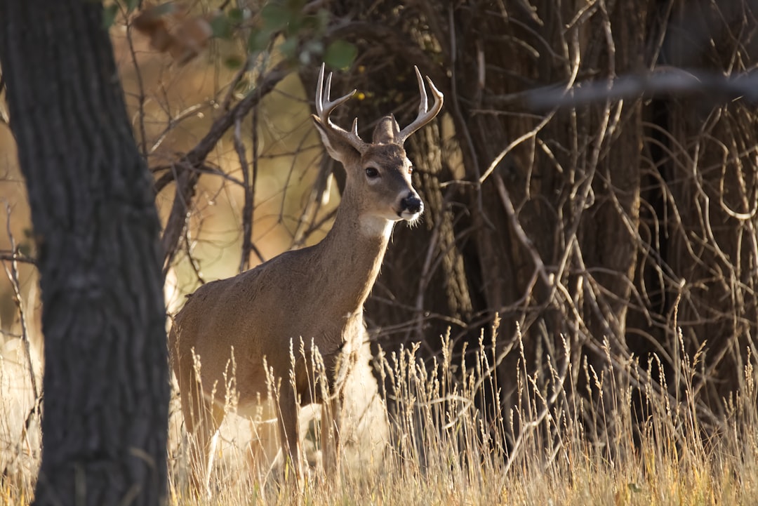 Majestic 8-Point Buck: A Stunning Sight